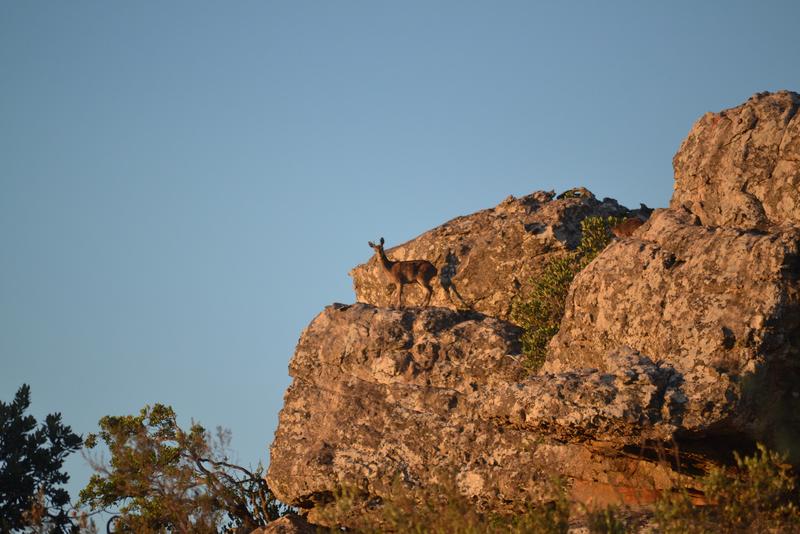 5 Bedroom Property for Sale in Piketberg Rural Western Cape